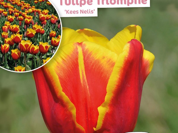 Tulipe Triomphe Kees Nelis