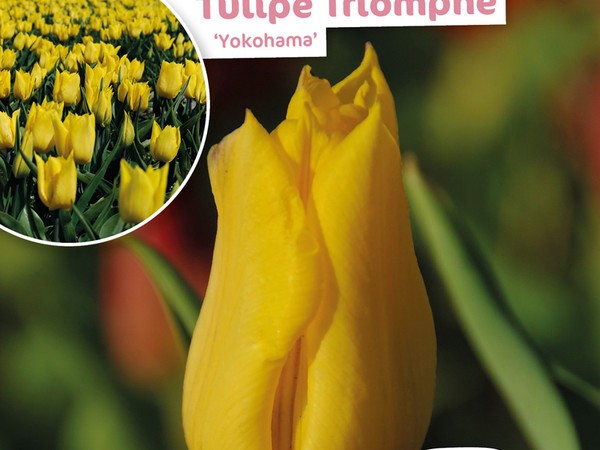 Tulipe Triomphe Yokohama