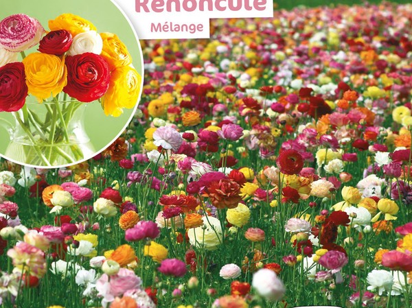 Renoncule Melange