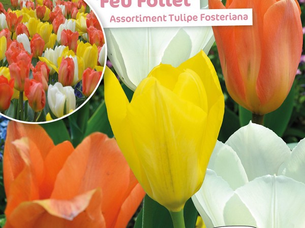 Assortiment Tulipe Fosteriana Feu Follet