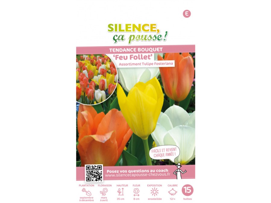Assortiment Tulipe Fosteriana Feu Follet Assortiment Tulipe Fosteriana Feu Follet