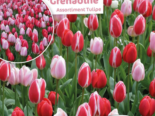 Assortiment Tulipe Grenadine