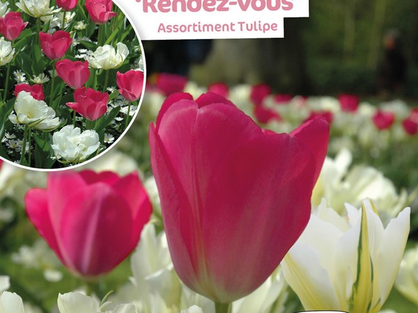 Assortiment Tulipe Rendez-Vous