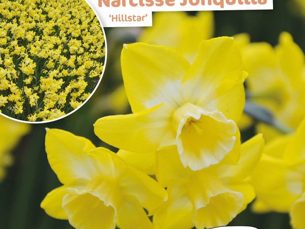 Narcisse Jonquille Hillstar