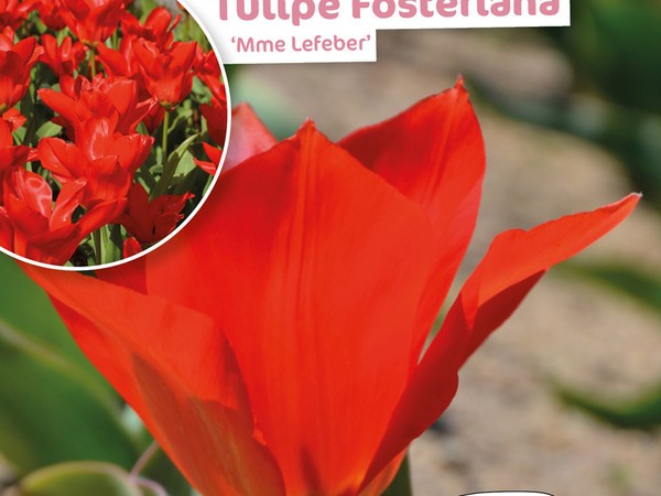 Tulipe Fosteriana Mme Lefeber