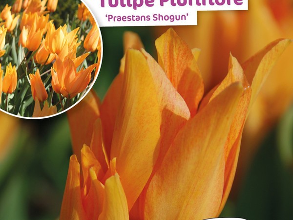 Tulipe Pluriflore Praestans Shogun