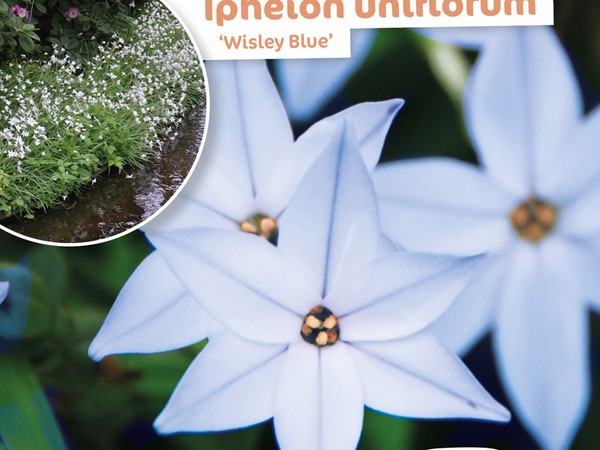 Ipheion uniflorum 