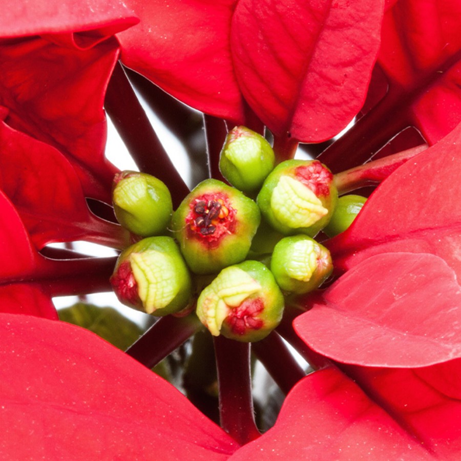 Fleurs du poinsettia.jpg