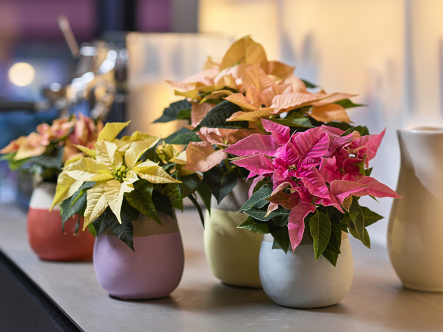 COMMENT CONSERVER SON POINSETTIA OU ÉTOILE DE NOËL ?