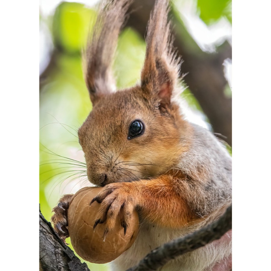 COMMENT ATTIRER LES ECUREUILS DANS VOTRE JARDIN ?