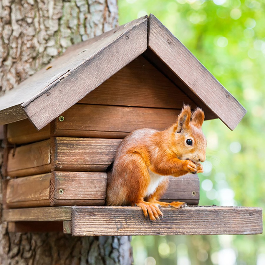 COMMENT ATTIRER LES ECUREUILS DANS VOTRE JARDIN ? Silence, ça pousse