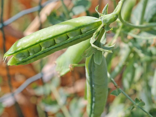 SEMER ET RÉUSSIR LES PETITS POIS ET POIS MANGETOUT AU POTAGER