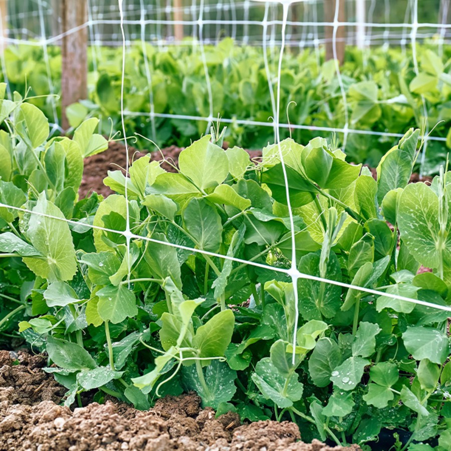 SEMER ET RÉUSSIR LES PETITS POIS ET POIS MANGETOUT AU POTAGER Silence — free download