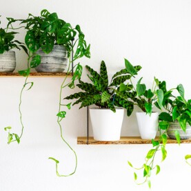 étagères en bois.jpg