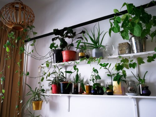 COMMENT DECORER UN MUR INTERIEUR AVEC DES PLANTES VERTES ?