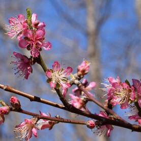 Rameaux de pêcher entièrement fleuris, avec bourgeons à bois à l'extrémité, appelés chifonnes-Pixabay-2128025_1920 (1).jpg