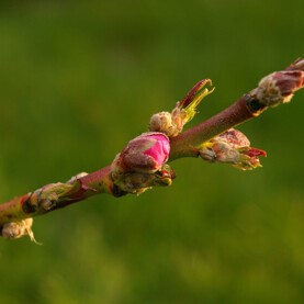 Rameau mixte de pêcher avec bourgeons à fleurs qui porteront les fruits et bourgeons à bois-Pixabay--1324063_1920 (1).jpg