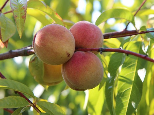 SAVOIR TAILLER SON PÊCHER OU SON NECTARINIER 