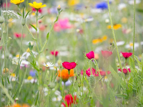 SEMEZ UNE PRAIRIE DANS VOTRE JARDIN 