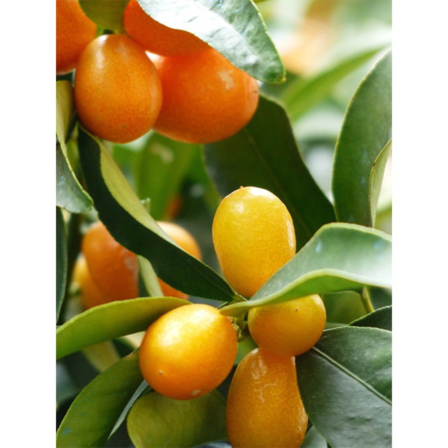 Kumquats.jpg