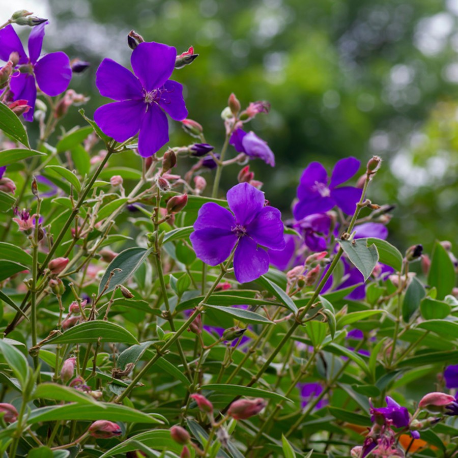 Tibouchina.jpg