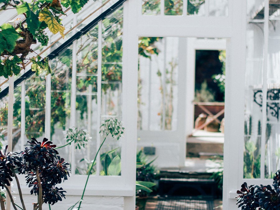 LES MEILLEURES PLANTES POUR DÉCORER UN JARDIN D'HIVER OU UNE VÉRANDA