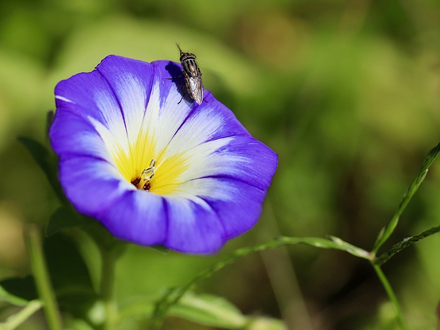 Convolvulus tricolor.jpg