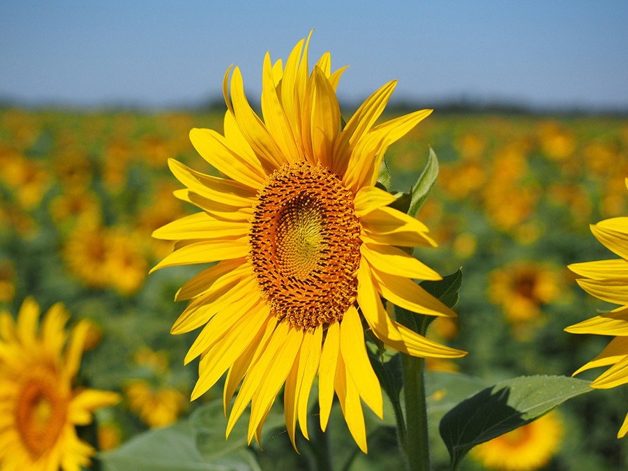 Helianthus annuus.jpg