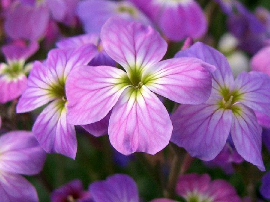 Malcolmia maritima.jpg