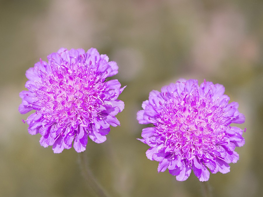 Scabiosa atropurpurea.jpg