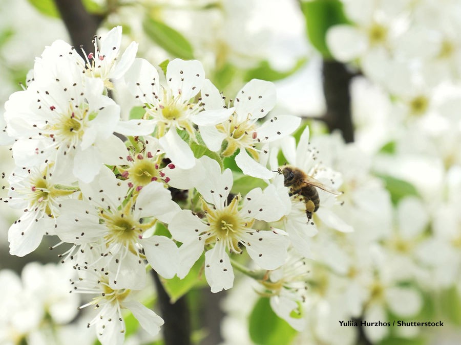 SEMER DES FLEURS POUR POLLINISER LES LEGUMES ET ARBRES FRUITIERS