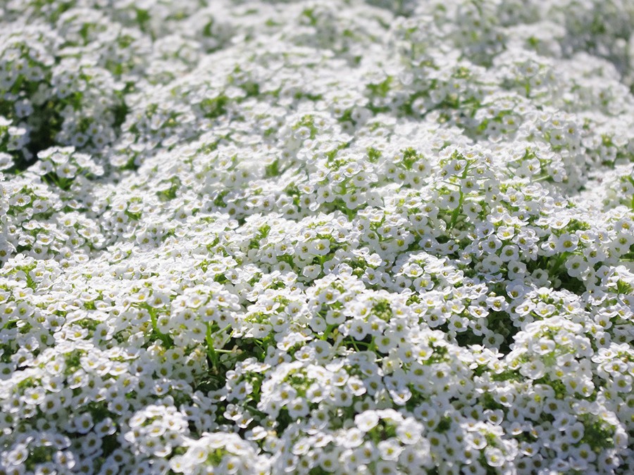 Alyssum-Corbeille d'argent-Pixabay-5329266_1920.jpg