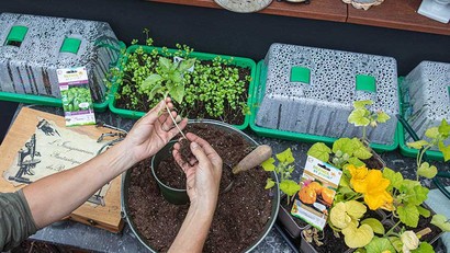 Améliorer ses résultats au potager