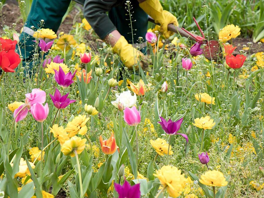 Acheter ou offrir un coaching Favoriser la biodiversité dans son jardin