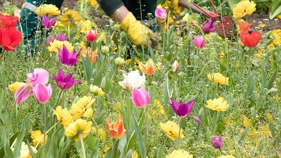 Favoriser la biodiversité dans son jardin