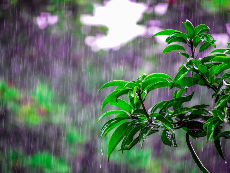 COMMENT RECUPERER L'EAU DE PLUIE AU JARDIN ?