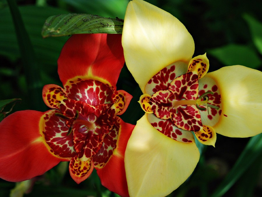 Tigridia Pavonia.jpg