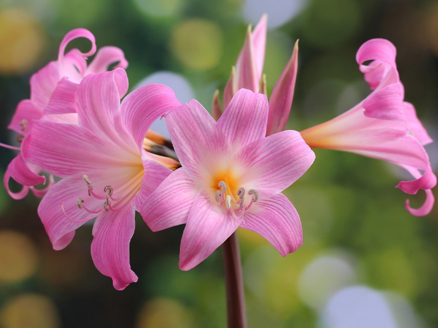 Amaryllis Belladonna.jpg