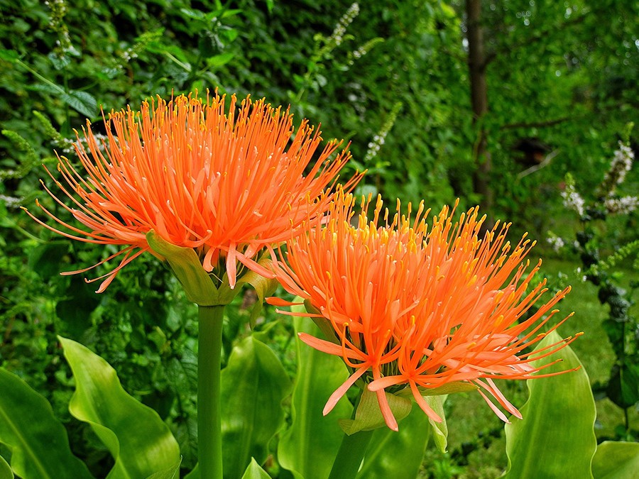 Scadoxus.jpg