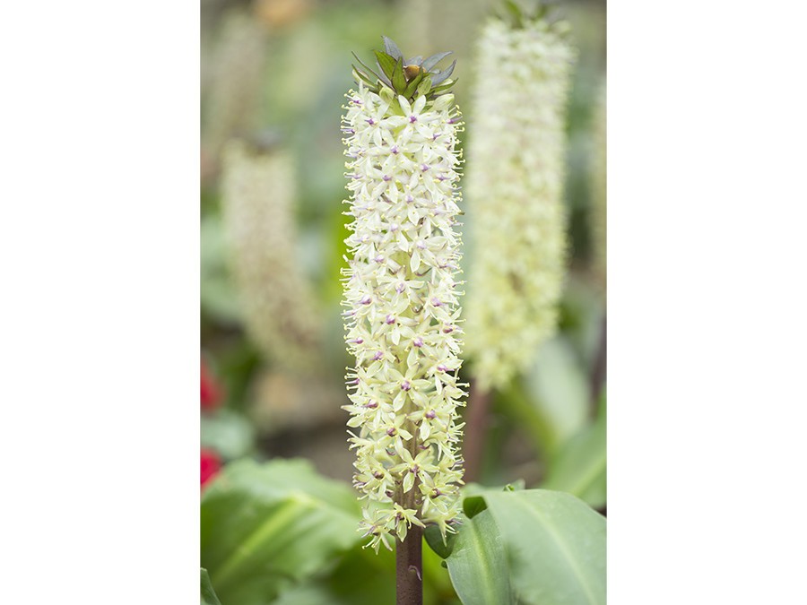 Eucomis autumnalis.jpg