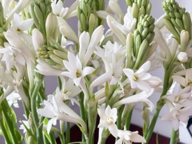 tubéreuse The Pearl.jpg