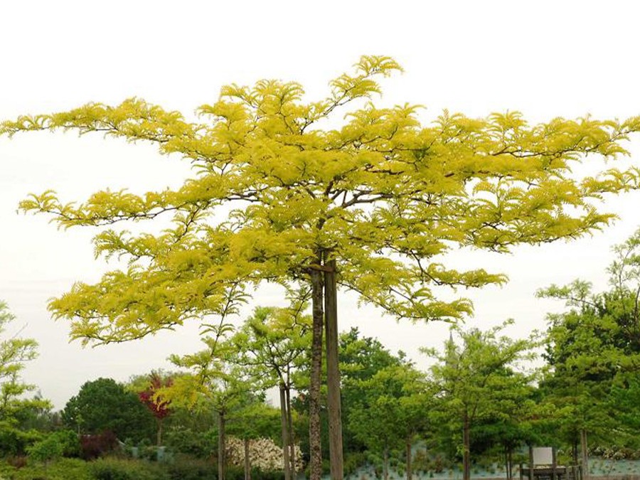 GLEDITSIA triacanthos SUNBURST 497-05.jpg