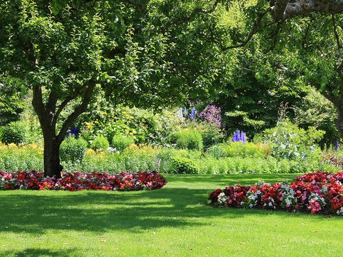 LES MEILLEURS ARBRES D'OMBRAGE POUR VOTRE JARDIN