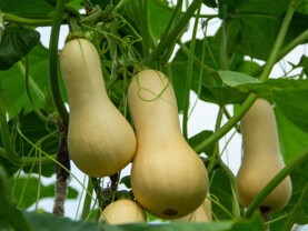 récolter courges.jpg