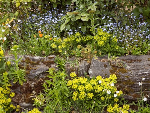 RÉENSAUVAGEZ VOTRE JARDIN ! 