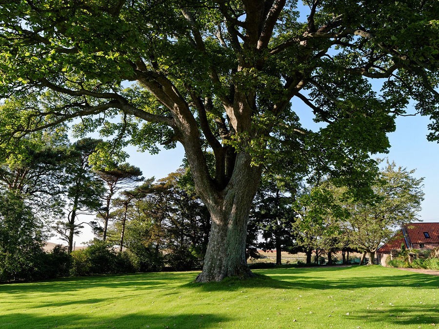 Comment choisir un arbre selon son usage ? 