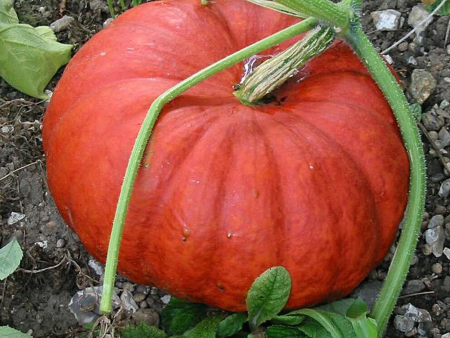 potiron rouge très hâtif d’Etampes.jpg