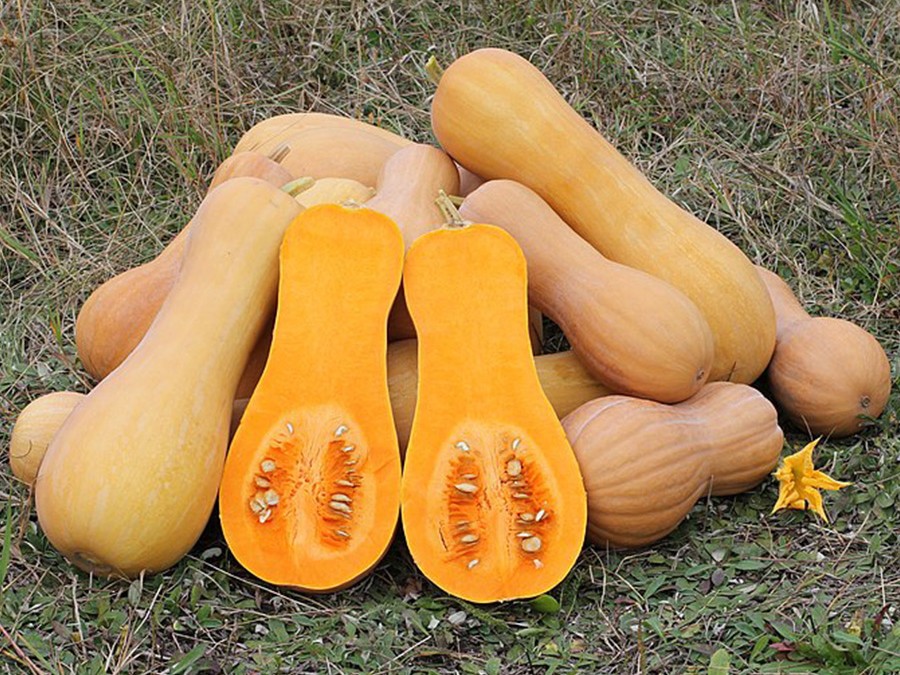 courge musquée Butternut.jpg