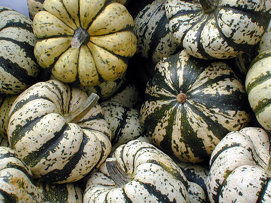 GUIDE COMPLET POUR CHOISIR LES VARIÉTÉS DE COURGES A PLANTER DANS VOTRE — free download