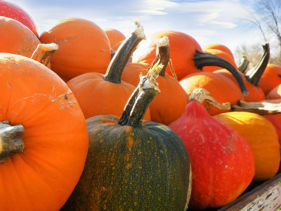 GUIDE COMPLET POUR CHOISIR LES VARIÉTÉS DE COURGES A PLANTER DANS VOTRE JARDIN 